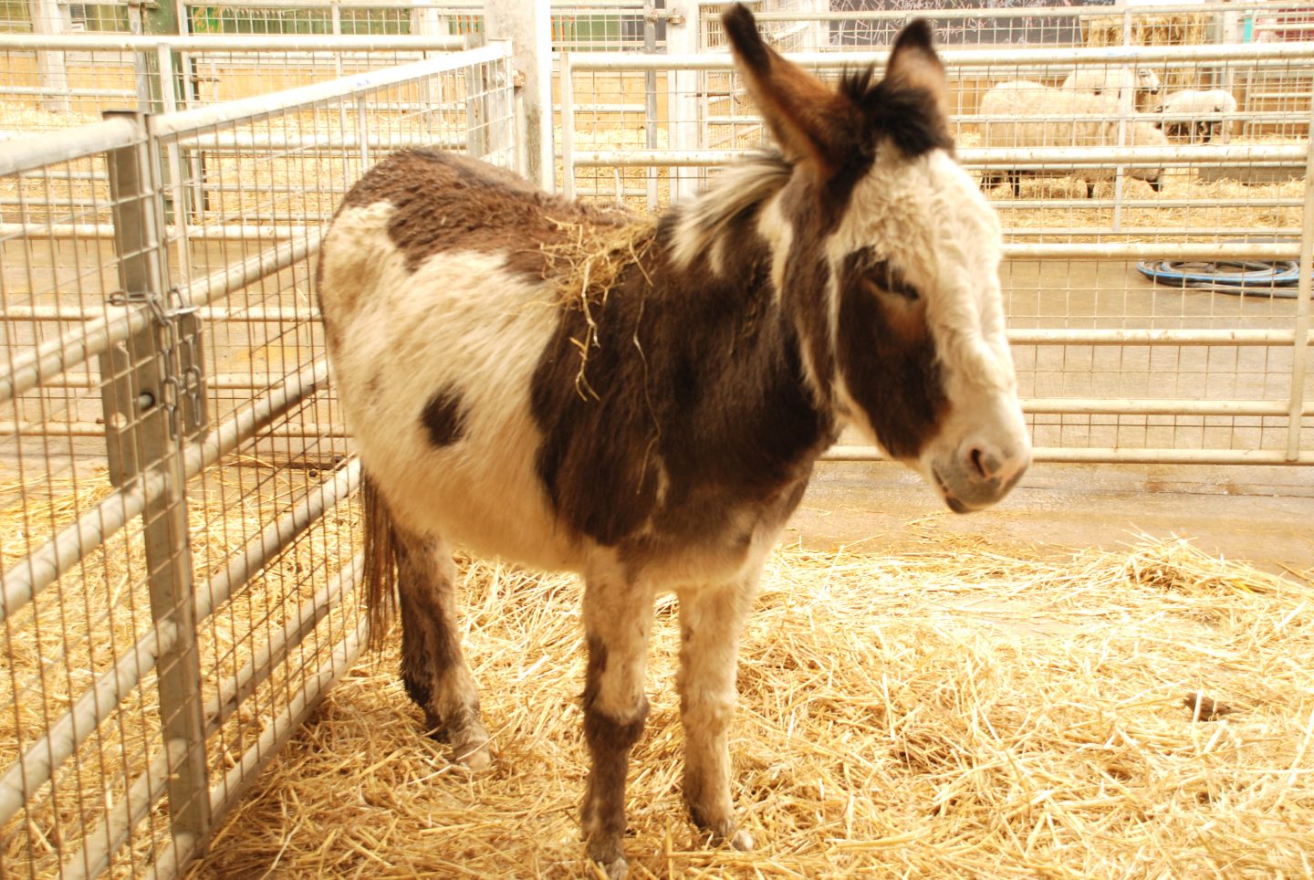 Donkey at Folly Farm adventure park and zoo