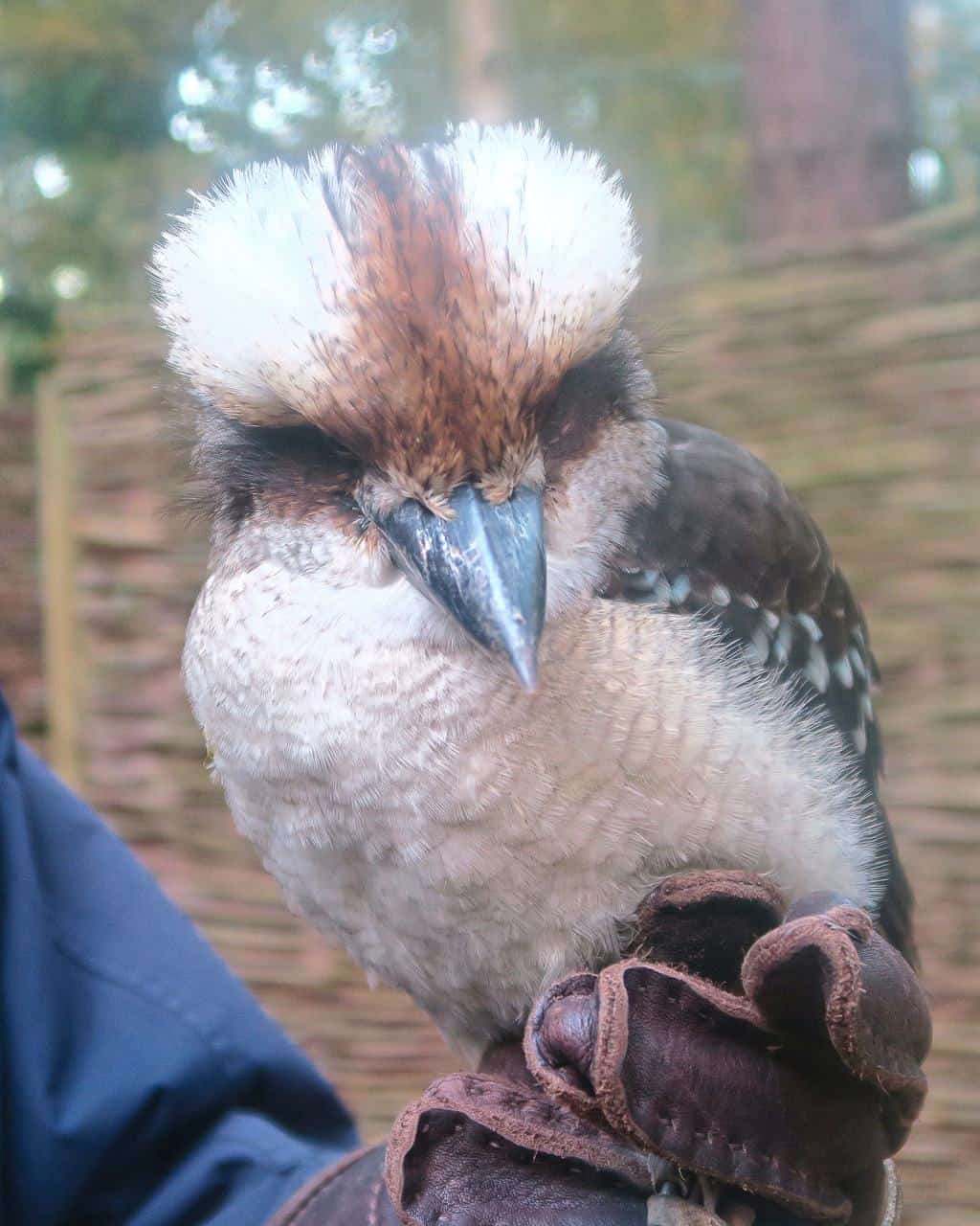 Cookie The Kookaburra at the Encounter with Owls Experience