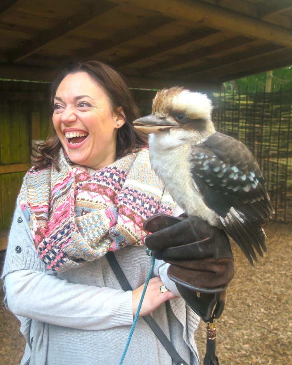 Cookie The Kookaburra at the Encounter with Owls Experience