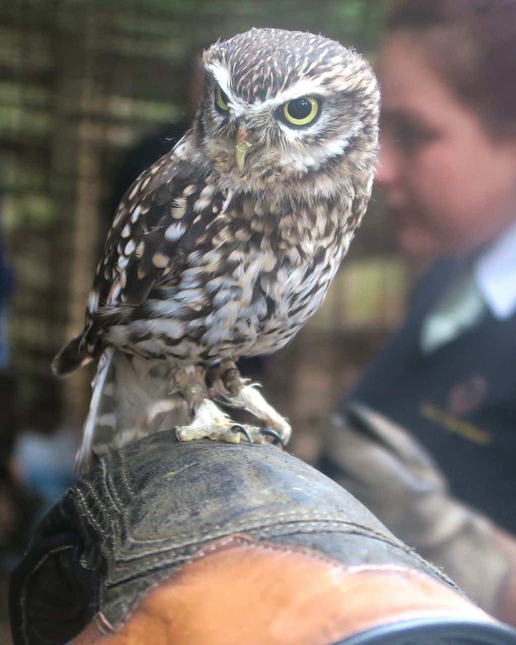 An Encounter with Owls Experience For All The Family at Center Parcs Sherwood Forest