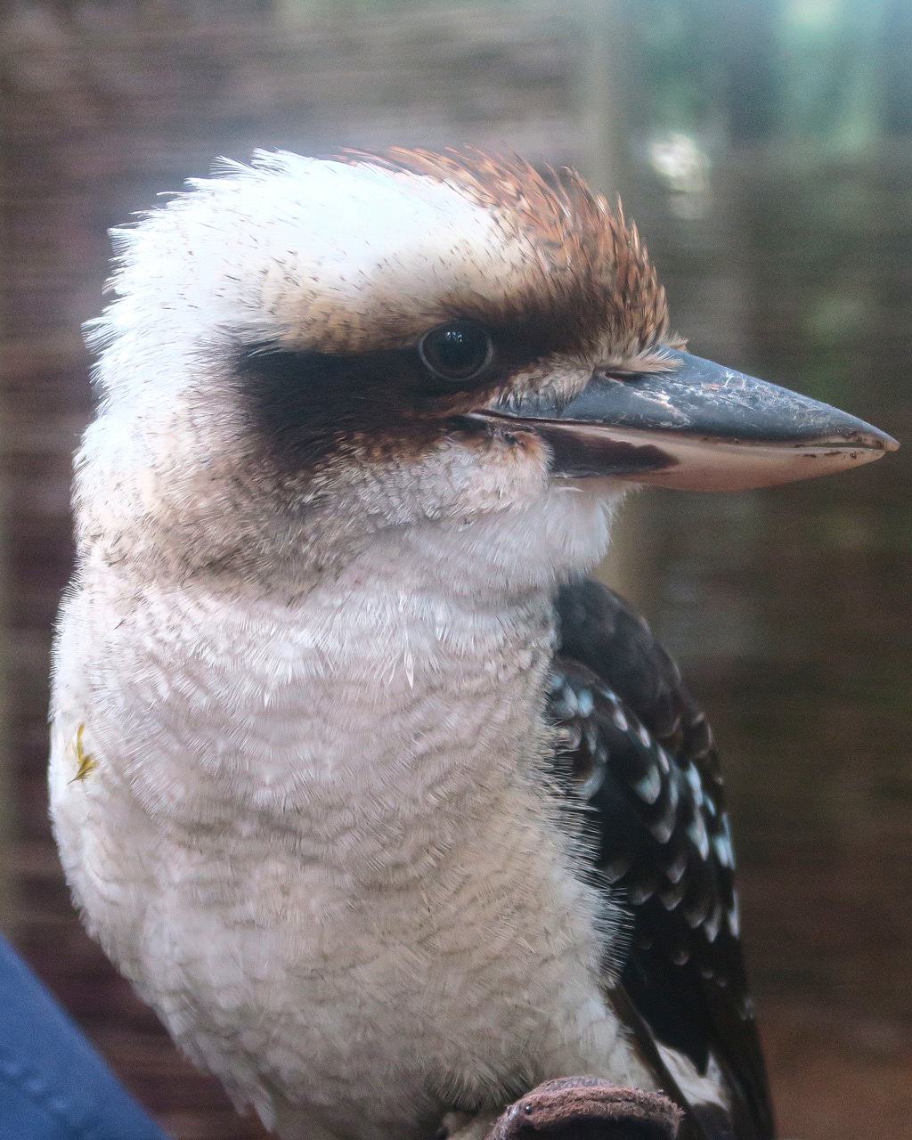 Cookie The Kookaburra at the Encounter with Owls Experience