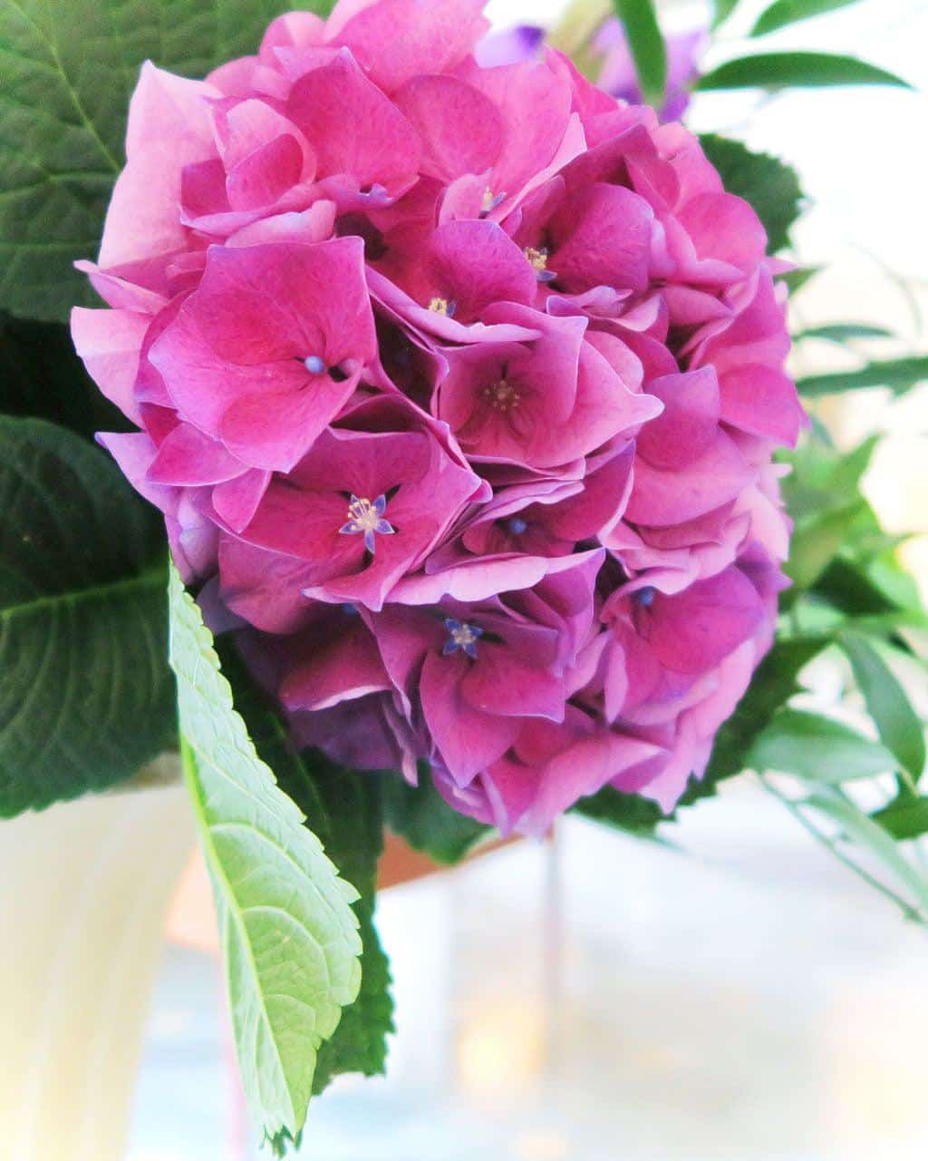 Our Experience of the Bath Spa Hotel — the setting and gardens.
