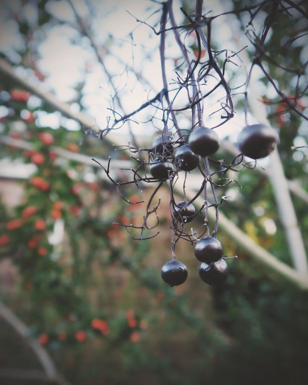 Autumn Colour in the Garden | Berries